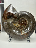 Ammonite Plate