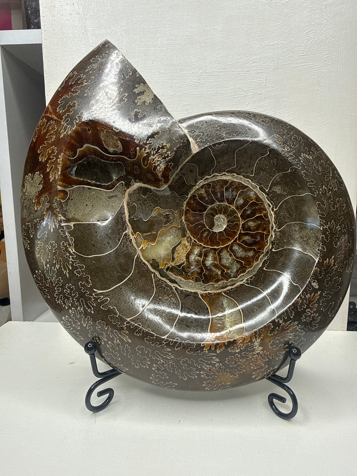 Ammonite Plate