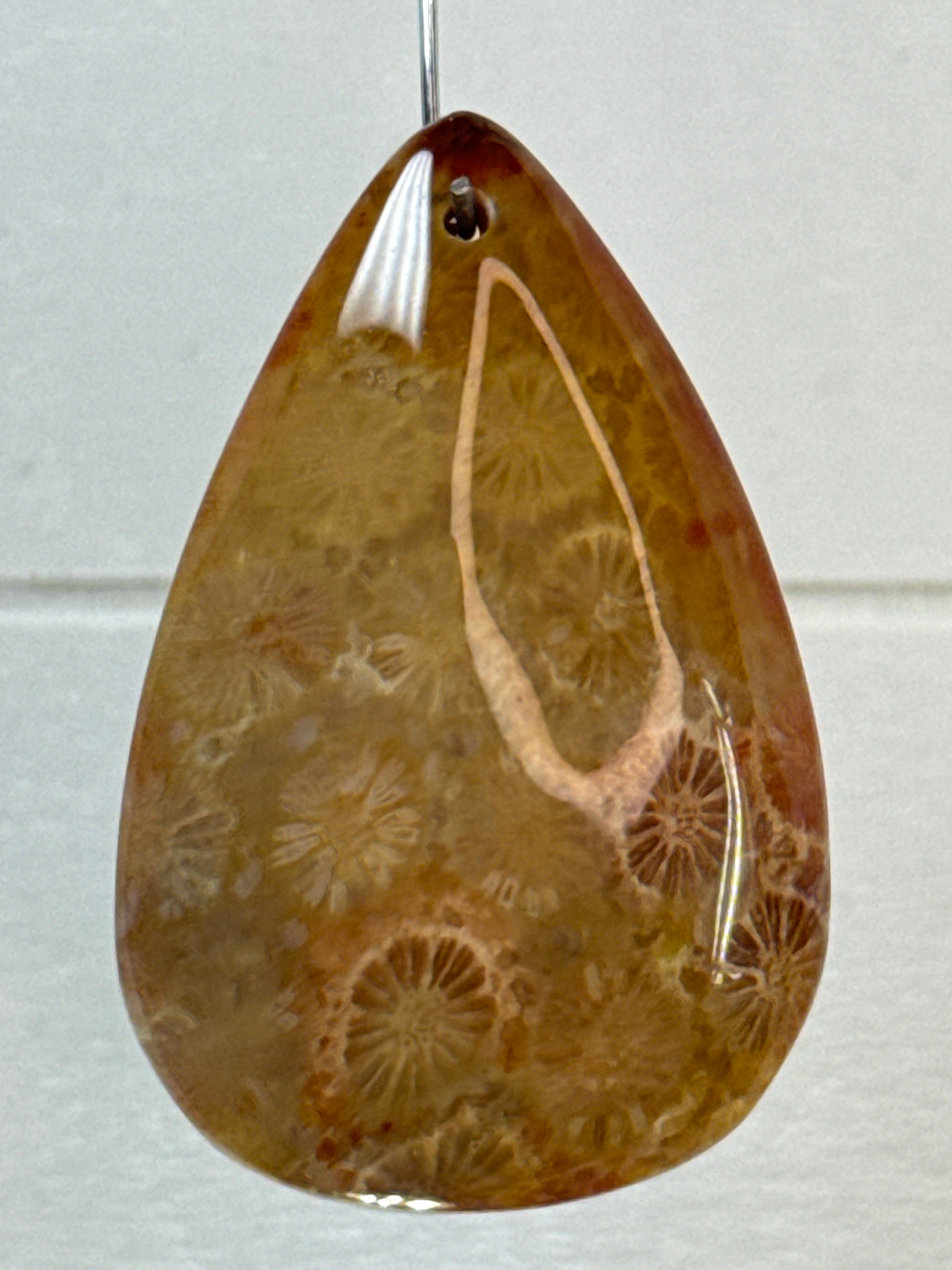 Fossil Coral Pendant