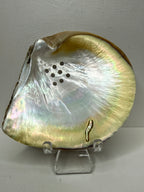 Oyster Shell Trinket Dish