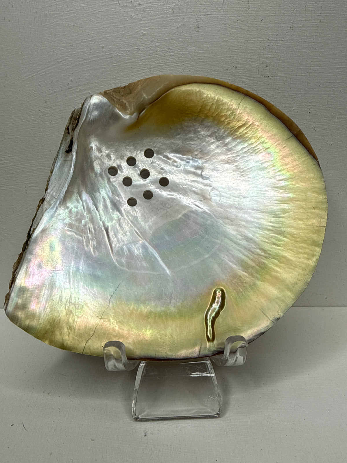 Oyster Shell Trinket Dish