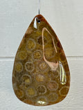 Fossil Coral Pendant