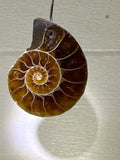 Ammonite Pendant