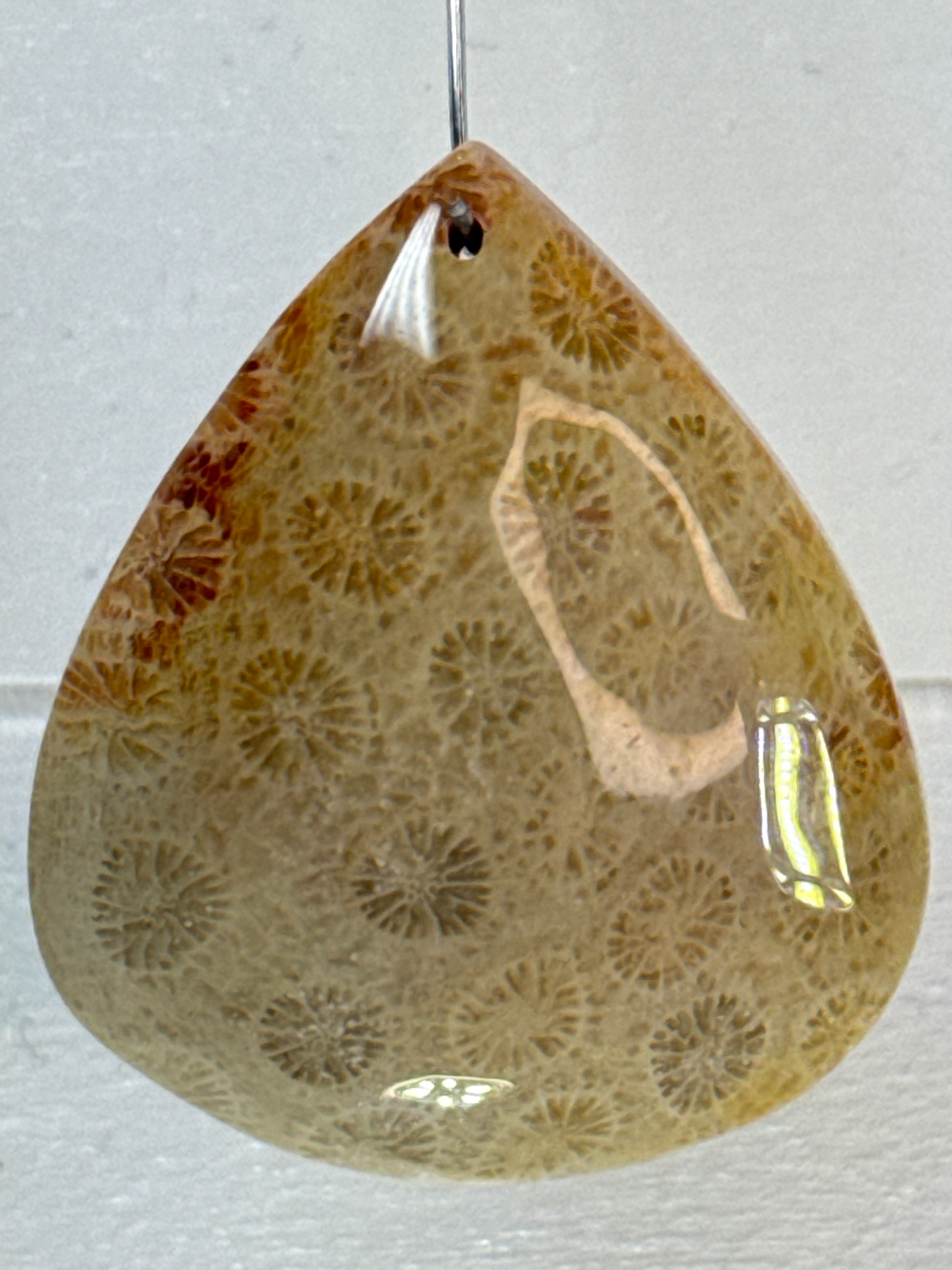 Fossil Coral Pendant