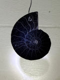Black Ammonite Pendant